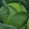 Blizzard cabbage